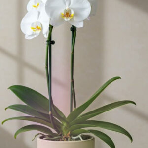 ORQUIDEAS PHALAENOPSIS