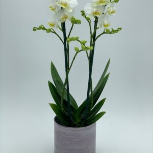 PLANTA DE MINI ORQUIDEA.